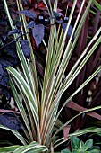 CORDYLINE AUSTRALIS TORBAY DAZZLER