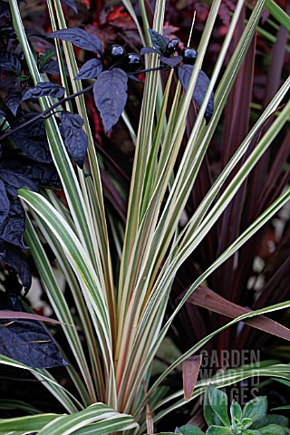 CORDYLINE_AUSTRALIS_TORBAY_DAZZLER