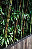 PHYLLOSTACHYS NIGRA BORY