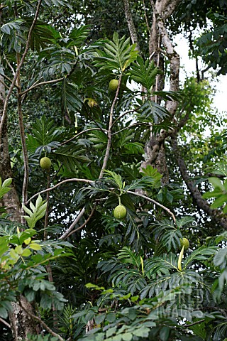 ARTOCARPUS_ALTILIS