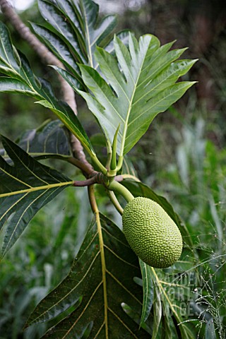 ARTOCARPUS_ALTILIS