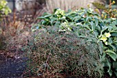 NANDINA DOMESTICA FILAMENTOSA