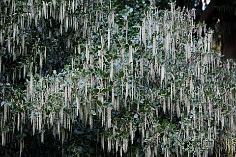 GARRYA_X_ISSAQUAHENSIS