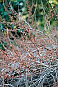 HAMAMELIS VERNALIS LOMBARTS WEEPING