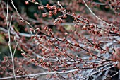 HAMAMELIS VERNALIS LOMBARTS WEEPING