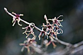 HAMAMELIS JAPONICA VAR. JAPONICA F. FLAVOPURPURASCENS