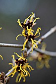 HAMAMELIS JAPONICA VAR. ARBOREA