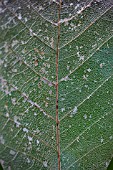 MAGNOLIA LEAF SKELETONIZED VEINS