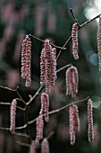 CORYLUS MAXIMA ATROPURPUREA SUPERBA