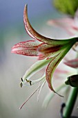 HIPPEASTRUM CYBISTER EMERALD