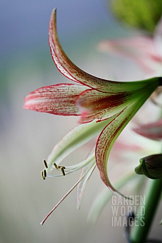 HIPPEASTRUM_CYBISTER_EMERALD