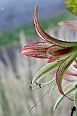 HIPPEASTRUM CYBISTER EMERALD