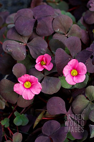 OXALIS_RUBY_SLIPPERS