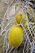 CUCUMIS DIPSACEUS