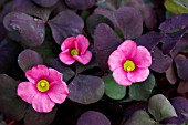 OXALIS RUBY SLIPPERS