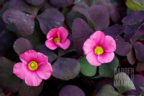 OXALIS_RUBY_SLIPPERS