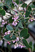 ARCTOSTAPHYLOS MANZANITA ST. HELENA