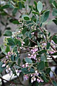 ARCTOSTAPHYLOS MANZANITA ST. HELENA