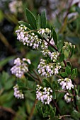 ARCTOSTAPHYLOS DENSIFLORA LUTSKOS PINK