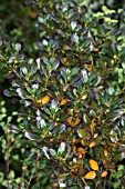 COPROSMA BLACK BEAUTY