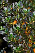 COPROSMA BLACK BEAUTY