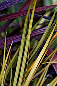 LIBERTIA IXIOIDES GOLDFINGER