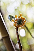 EDGEWORTHIA CHRYSANTHA GOLD RUSH