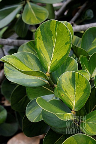 CLUSIA_ROSEA_VARIEGATA