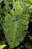 COLOCASIA ESCULENTA MOJITO