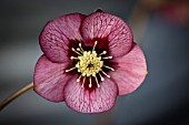 HELLEBORUS X HYBRIDUS RED VEINED