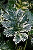 ACANTHUS MOLLIS TASMANIAN ANGEL