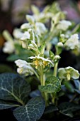 HELLEBORUS LIVIDUS WHITE MARBLE