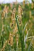 SETARIA PARVIFLORA