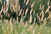 SETARIA PARVIFLORA