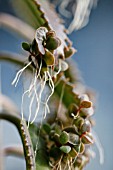 KALANCHOE DAIGREMONTIANA