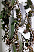 KALANCHOE DAIGREMONTIANA