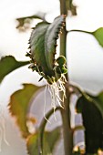 KALANCHOE DAIGREMONTIANA