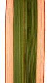 PHORMIUM HAWKINS SPORT