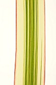 PHORMIUM COOKIANUM SUBSP. HOOKERI TRICOLOR