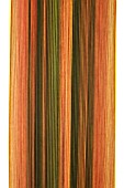 PHORMIUM FIREBIRD
