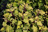 SOLENOSTEMON SCUTELLARIOIDES LEMON TWIST