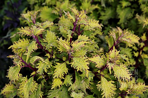 SOLENOSTEMON_SCUTELLARIOIDES_LEMON_TWIST