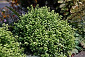 PITTOSPORUM TENUIFOLIUM GOLF BALL