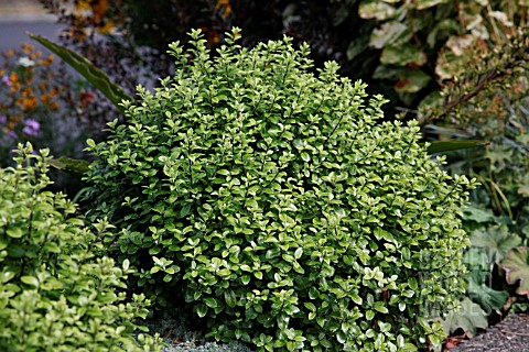 Jsm00297 Pittosporum Tenuifolium Golf Ball Et Details Pittosporum Tenuifolium Golf Ball