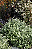 PITTOSPORUM TENUIFOLIUM GOLF BALL