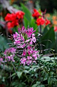 CLEOME HASSLERIANA