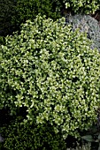 PITTOSPORUM TENUIFOLIUM GOLF BALL