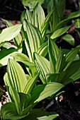 VERATRUM CALIFORNICUM V. CAUDATUM