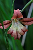 GLADIOLUS LILACEUS