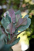 COTINUS COGGYGRIA OLD FASHIONED